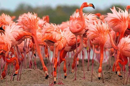 River Lizards and Las Coloradas - Flamencos and Crocodiles Safari plus