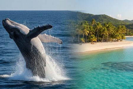 Humpback Whale Watching & Bacardi Island Tour