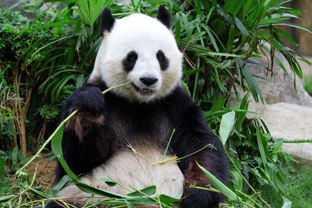 Chengdu Panda Base Tickets with Optional Private Tour Upgrade