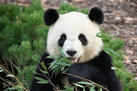 Private Chengdu Panda Half Day Tour Relaxed Pace
