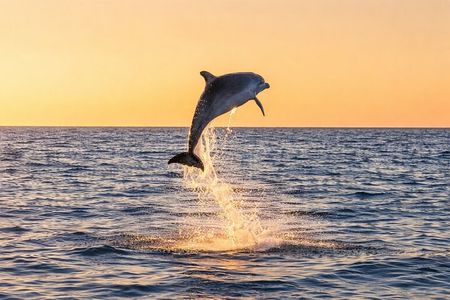 Sunset Dolphin Cruise in Panama City Beach 