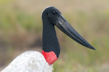 Palo Verde Birdwatching Tour