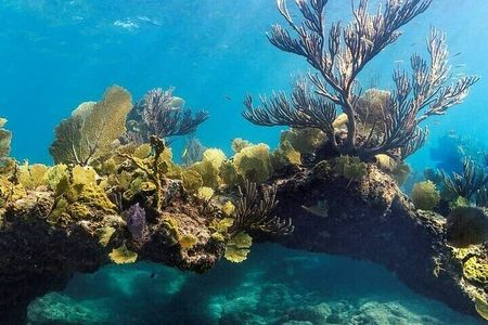 Aqua Adventures Boat Excursion Half Day