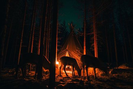 Ivalo: Aurora Hunting with Reindeer