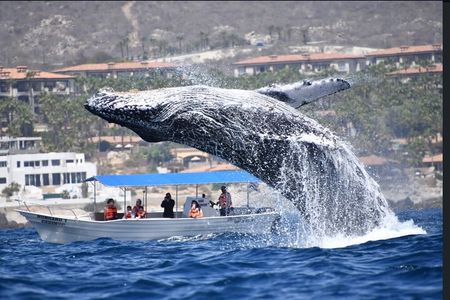 Whale Watching Cabo San Lucas