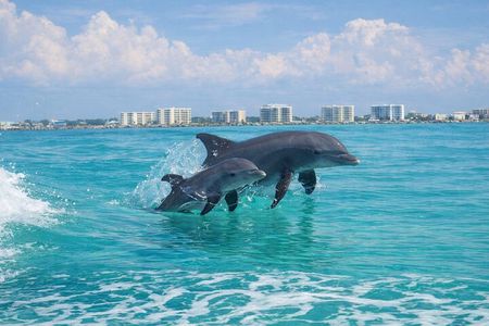 Destin Dolphin Cruise