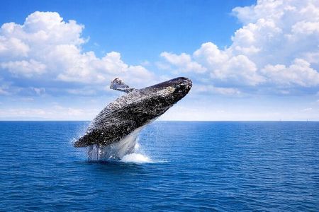 Samana Bay and Cayo Levantado Whale Watching Tour from Punta Cana