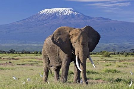 Amboseli National Park Tour Day Trip, Overnight or 2 Night Stay