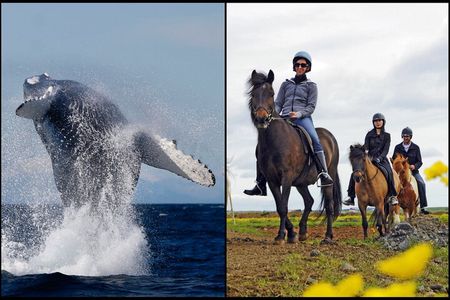 Icelandic Horse Riding and Whale Watching Cruise from Reykjavík