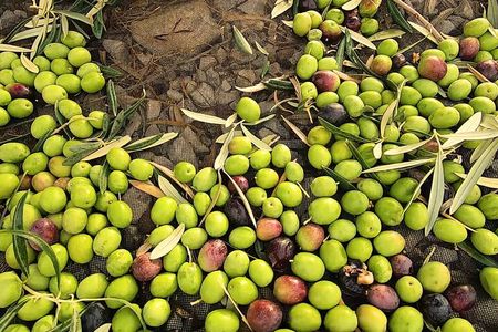 Olive Oil Tour: An experience to savor