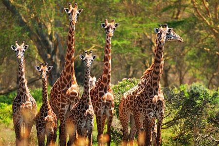 Private Tour to Giraffe Centre Adventure