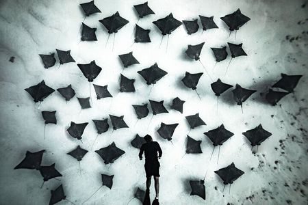 Private Turtle and Ray Tour Rarotonga 