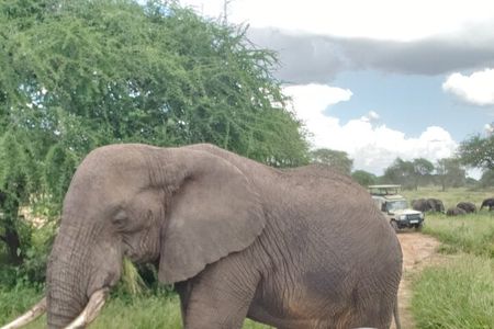Ngorongoro Crater 3 Day Private Tour