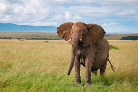 3 Days 2 Nights Masai Mara Joining Safari From Nairobi