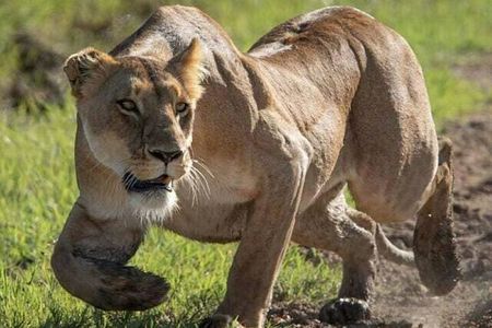 3 Days 2 Nights Masai Mara Joining Safari From Nairobi