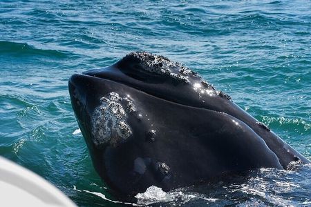 Full-Day Hermanus Whale Watching & Wine Experience from Cape Town