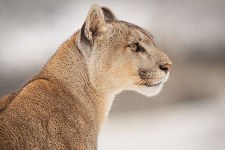 Sighting of Pumas Torres del Paine