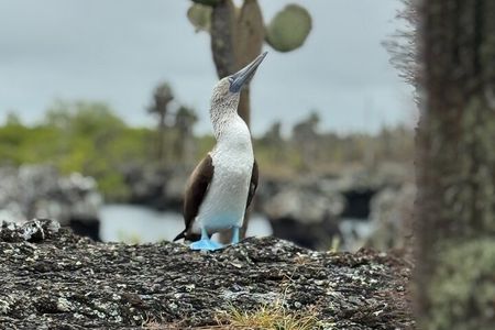 Snorkeling and Fauna Observation at Las Tintoreras Islet
