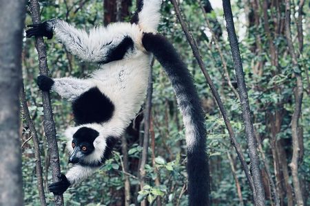 3 Days Andasibe Mantadia Private Tour