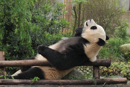Day Tour: Chengdu Panda Breeding Base and Leshan Giant Buddha