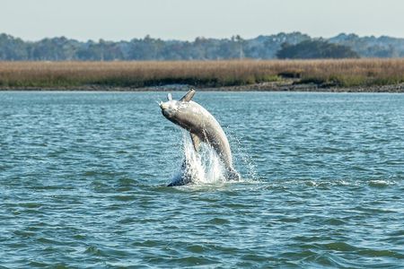 Dolphin Discovery Sunset Cruise