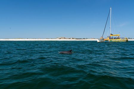 Dolphin Sightseeing Tour on Lazy Daze