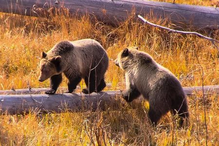 Private Yellowstone Wildlife Tour in the American Serengeti