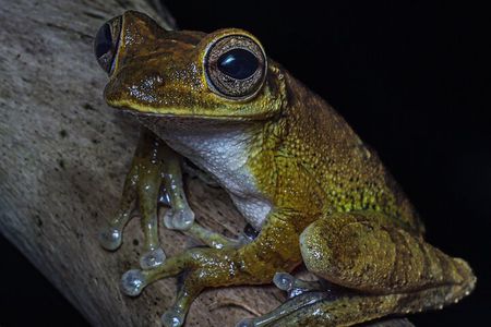Manuel Antonio Night Walk Tour