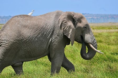 3 Day Amboseli Safari with Elephants and Kilimanjaro Views