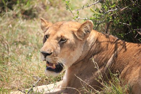 5Days Magical Wildlife Adventure