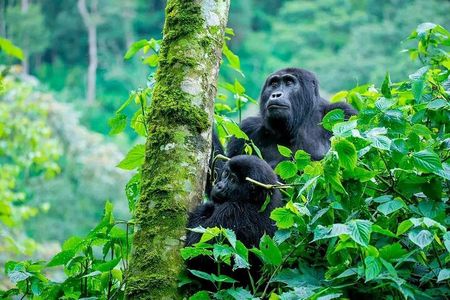 1 Day Rwanda Gorilla Trekking In Volcanoes National Park