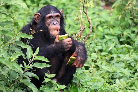 Gombe Chimpanzee Safari & Livingstone History | 4 Days