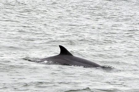 2 Hour Dolphin Watching Adventure in Calabash