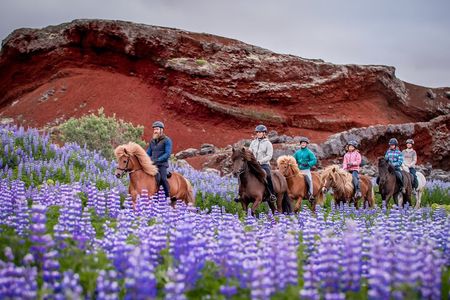Icelandic Horseback Riding Tour from Reykjavik