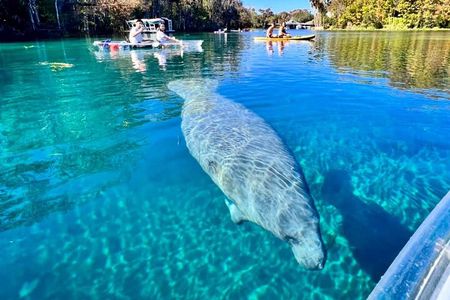 Glass Bottom Kayak Tours of Silver Springs