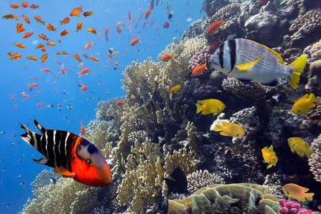 VIP Snorkeling Yacht Tour in Cancun and Isla Mujeres