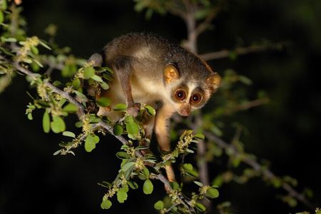 Night walk tour to see the Slender Loris and other night animals