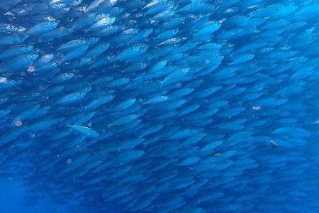 Scuba Diving Adventure Moalboal Sardine Run and Pescador Island