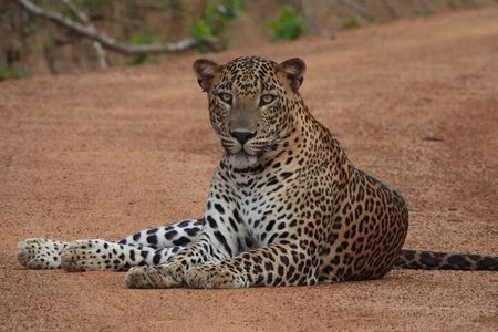 Yala National Park Half Day Safari - Ceylon Safari Tours