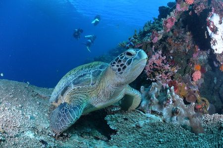 Beginner Scuba Diving Adventure Moalboal and Pescador Island