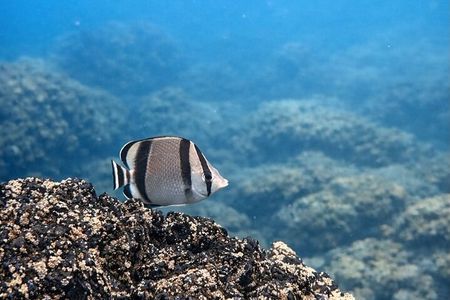 Turtle Island with Snorkeling Tour