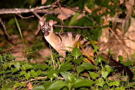 Tawau: 4D3N Maliau Basin Hiking Expedition