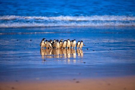 Phillip Island Penguin Parade Day Trip with Koalas from Melbourne