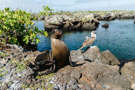  10 Day Galapagos Island Hopping - Full Galapagos Explorer