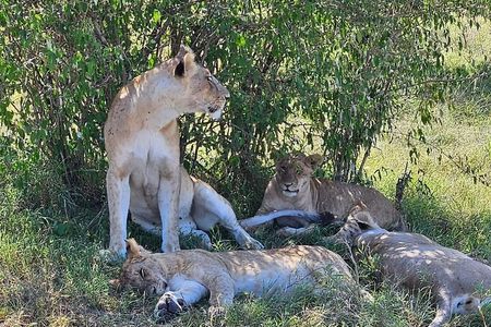 3 Days 2 Nights Masai Mara Joining Safari From Nairobi