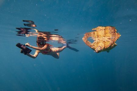 Ariki Adventures: Premium Sea Scooter Turtle Adventure