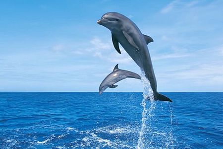 Hurghada Boat trip to Dolphin House and Snorkeling