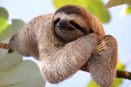 Sloth Watching + Waterfall & Organic Coffee and Chocolate Tour