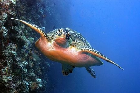 Maldives: 3 Coral Reef Marine Life Snorkeling Adventure Tour
