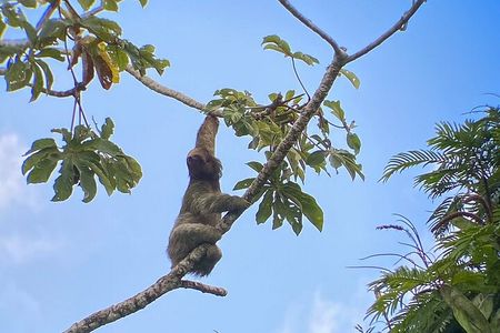 Sloth watching La Fortuna Private guide.